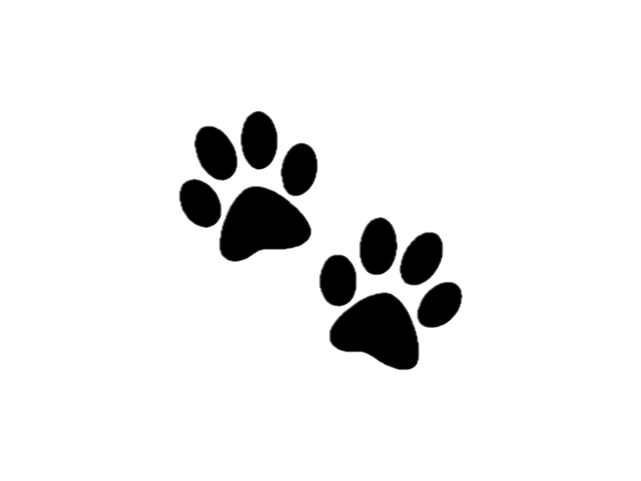 Dog paw